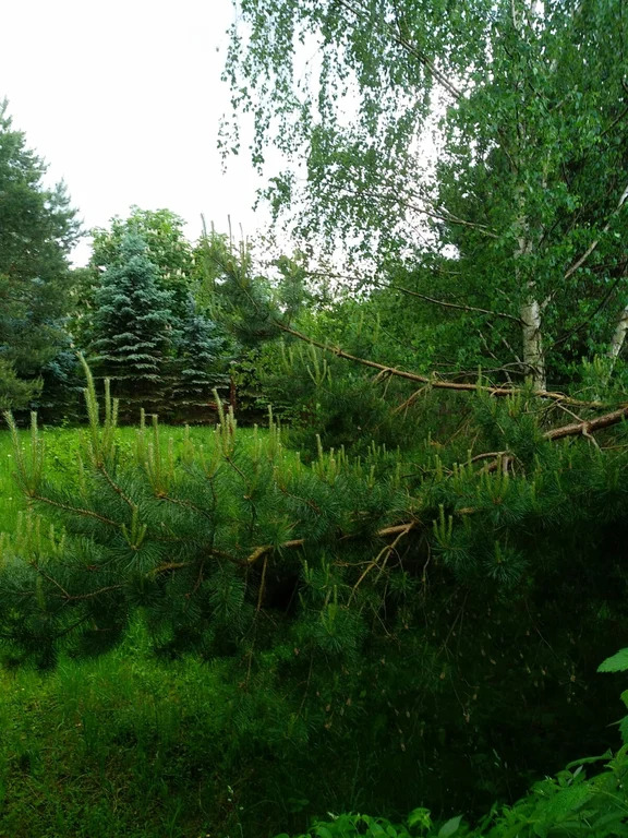 Продажа участка, Николо-Урюпино, Красногорский район, ул. Липовая - Фото 5