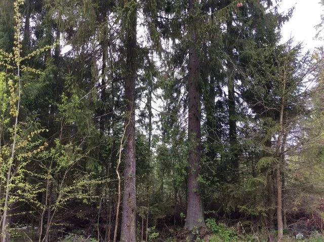 Большой лесной участок в кп Зеленая Роща-1, 55 лесных соток, с . - Фото 0