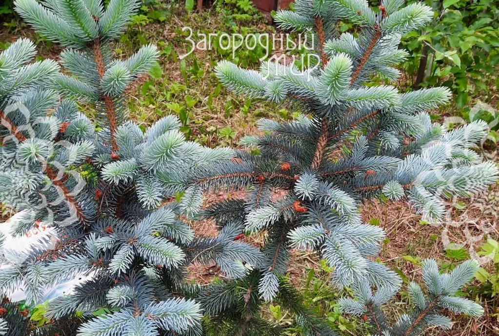 Продам участок, Щелковское шоссе, 24 км от МКАД - Фото 7