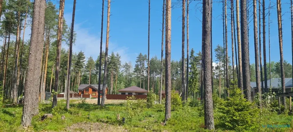 Продажа ЗУ в СНТ Сосновый бор, Куйвозовское СП, ж/д ст. 47 км - Фото 11