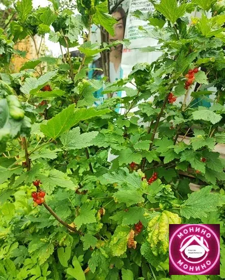 Продам дачу. - Фото 4