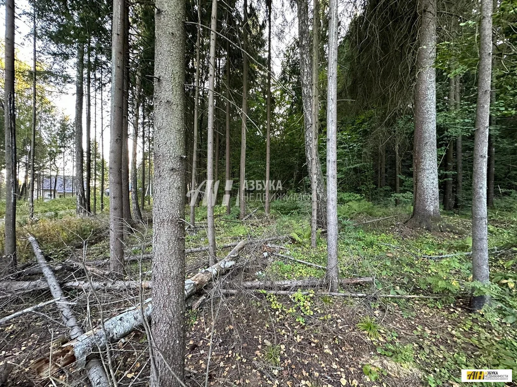 Продажа участка, Жилино, Богородский г. о. - Фото 5