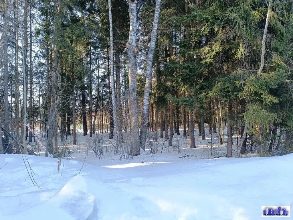 15 соток в д. Михайловка с лесными деревьями - Фото 6
