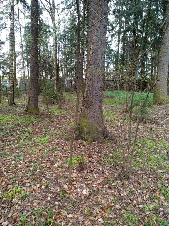 Продажа участка, Лобня, Кооперативная улица - Фото 11