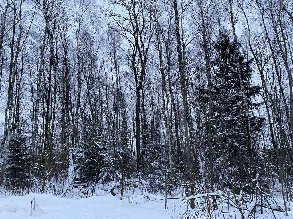 Лесной Участок, 25 соток, кп Финская Деревня, г. Чехов, свет оплачен - Фото 8