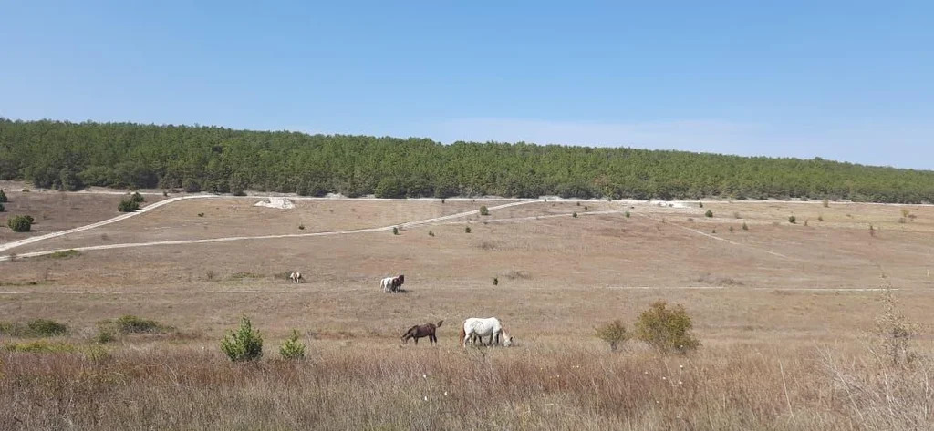 Продажа участка, Севастополь, территория КСП Память Ленина - Фото 7