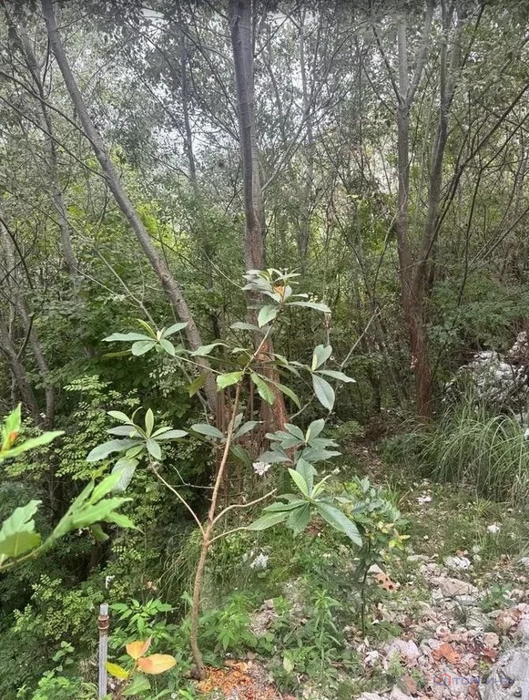 Продажа участка, Сочи, ул. Санаторная - Фото 1