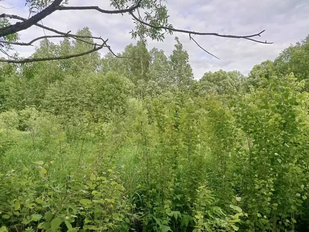 Участок 31 сотка в спокойной деревне Кореньково рядом лес - Фото 1