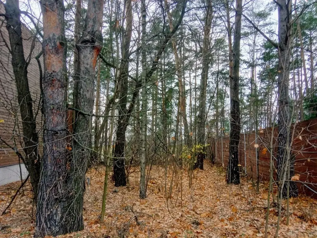 Участок на высоком берегу Москва - реки в Барвихе, Рублевка 5 км. - Фото 6