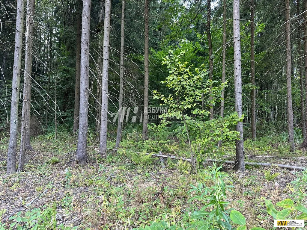 Продажа участка, Жилино, Богородский г. о. - Фото 1