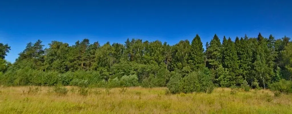Большой Лесной участок для застройки (сосны, ели) - Фото 6