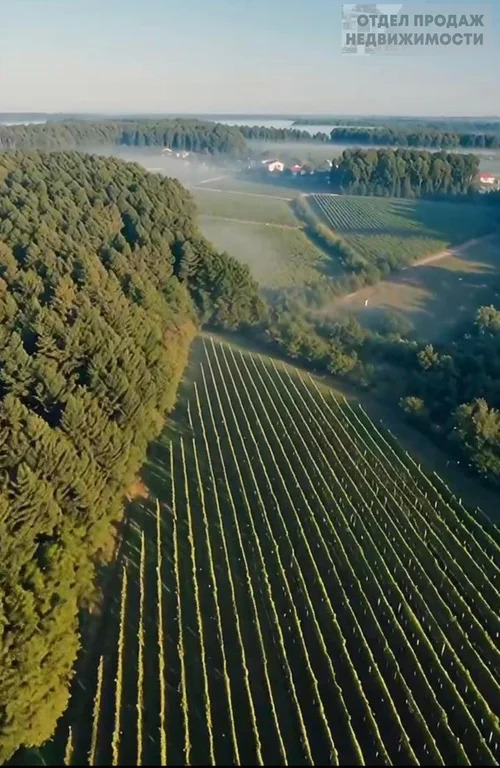 Дом мечты среди виноградной лозы и солнца - Фото 2