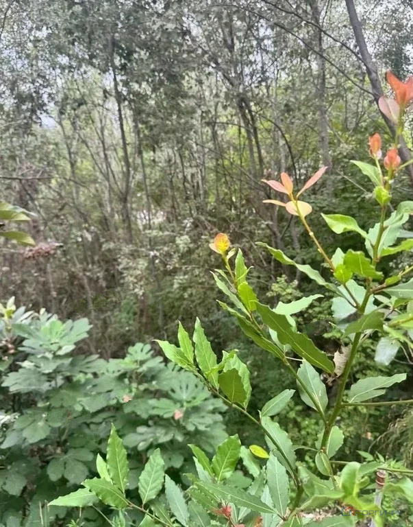 Продажа участка, Сочи, ул. Санаторная - Фото 3