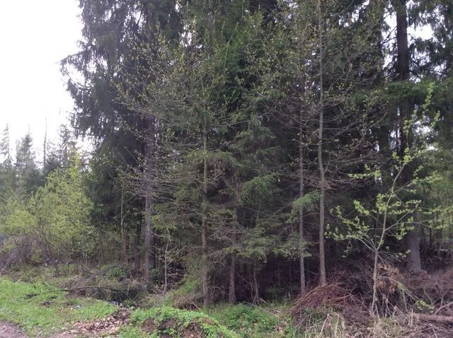Большой лесной участок в кп Зеленая Роща-1, 55 лесных соток, с . - Фото 1