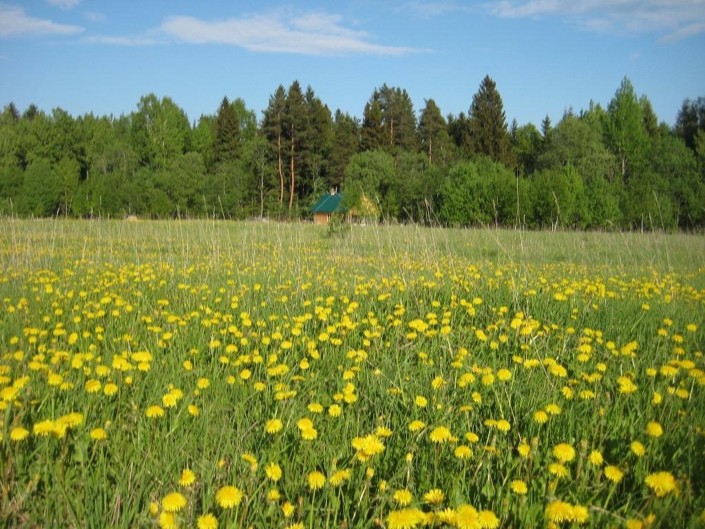 Земельные Участки В Ленобласти Недорого