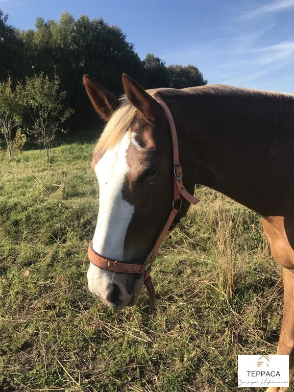 Продажа дома, Углово, Всеволожский район, Центральная улица - Фото 19