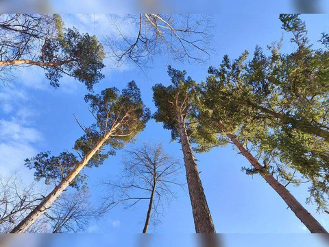 Продается земельный участок 10.03 сот.