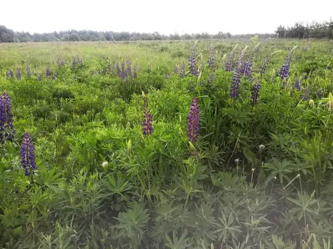 Участок в деревне Зевнево