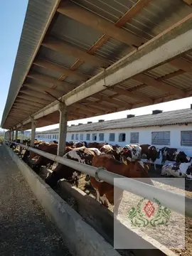 Хозяйство 1030 гектар