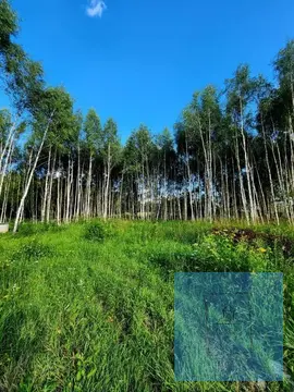 Первая линия от дороги. д. Ростовцево