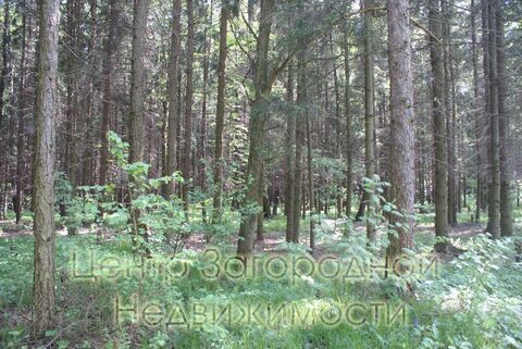 Продается участок. , Милюково д,, Купить земельный участок в Москве, ID объекта - 202322823 - Фото 3 Продается участок. , Милюково д,, Купить земельный участок в Москве, ID объекта - 202322823 - Фото 3