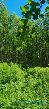 Продажа участков ИЖС от 850м2 в ЖК «Кивеннапа Север», п. Первомайское.