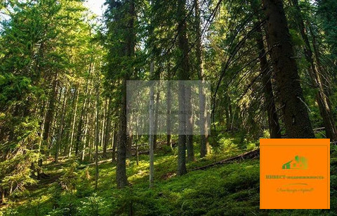 Продажа участка, Киевский, Киевский г. п., СНТ Лесная Поляна