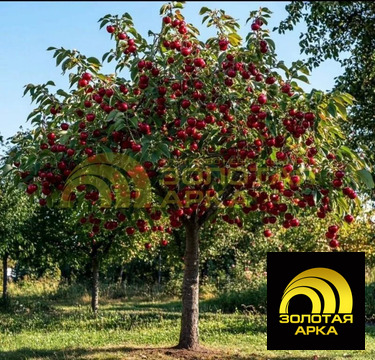 Продажа участка, Курчанская, Темрюкский район, улица Памяти 21-го