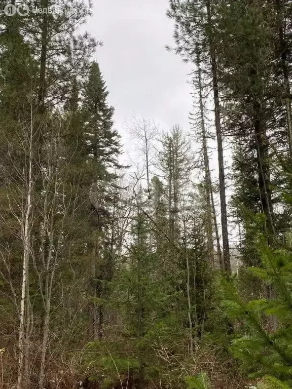 Участок в Артыбаш, Просторная улица (22 м) - Фото 1