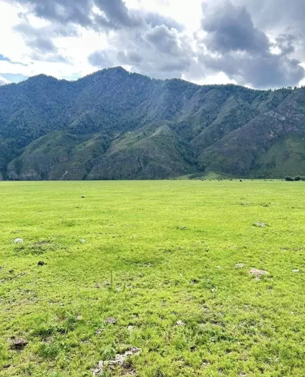Участок в Алтай, Чемальский район, с. Чемал  (10.0 сот.) - Фото 2