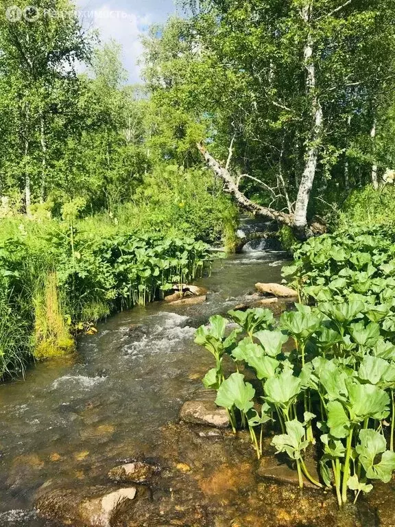 Участок в Солонешенский район, село Чегон (1034 м) - Фото 1