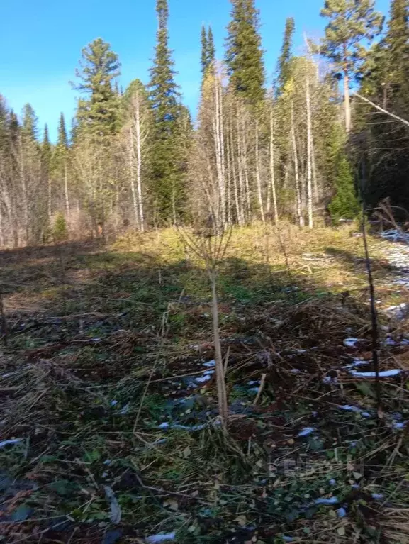 Участок в Алтай, Турочакский район, с. Артыбаш Телецкая ул. (50.0 ... - Фото 2