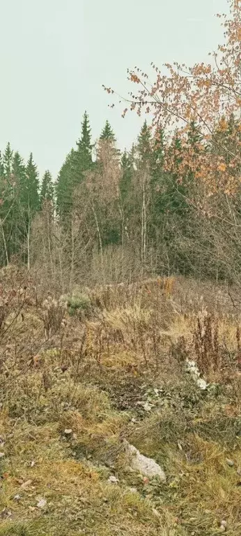 Участок в Московская область, Химки городской округ, д. ... - Фото 1