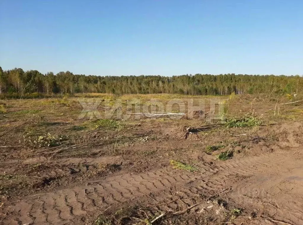 Участок в Новосибирская область, Мошковский район, Индия кп  (596.0 ... - Фото 2