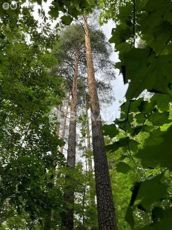 Участок в Всеволожск, улица Гоголя, 57 (20 м) - Фото 2