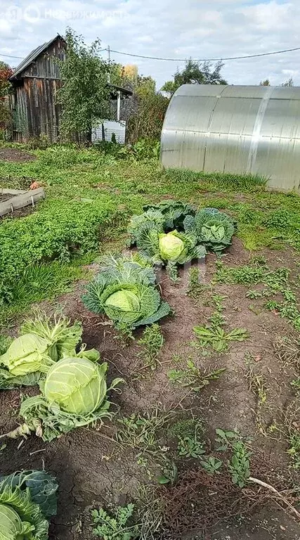 Участок в Юрга, СНТ Мичуринец, 2-й массив (4.92 м) - Фото 1