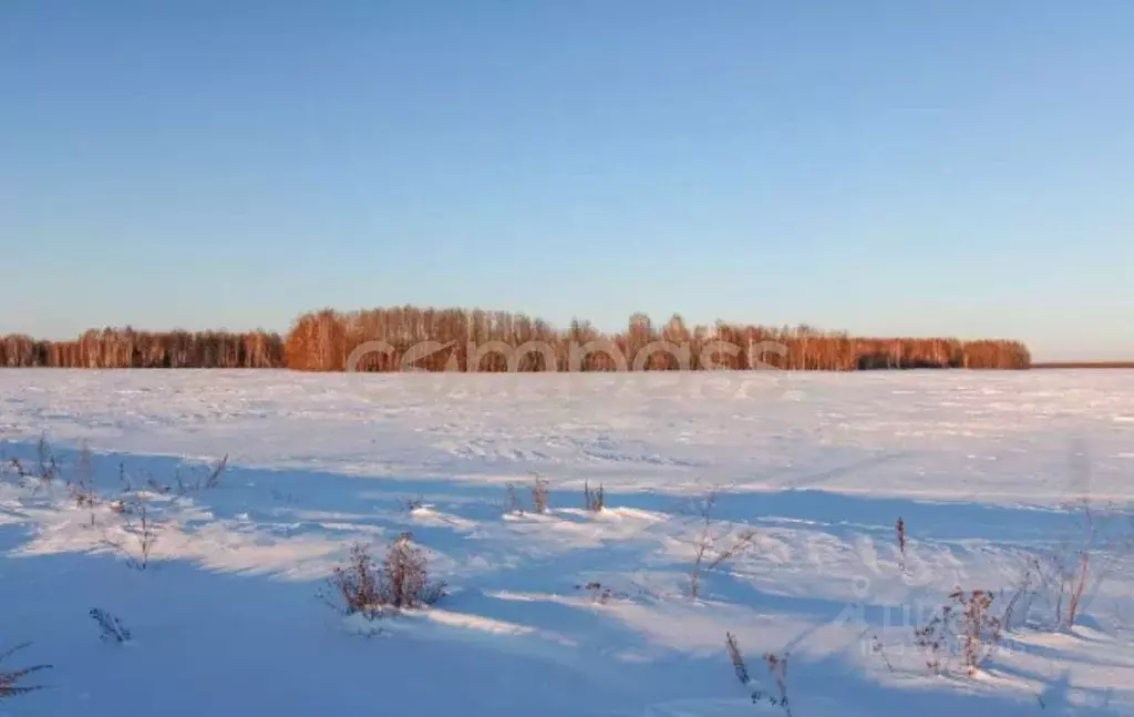 Участок в Тюменская область, Тюменский район, с. Горьковка Сибирская ... - Фото 0