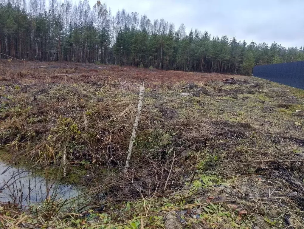 Участок в Ленинградская область, Ломоносовский район, Ропшинское ... - Фото 2