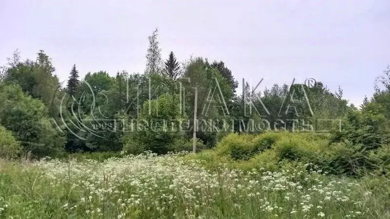 Участок в Ленинградская область, Выборгский район, Каменногорское ... - Фото 2