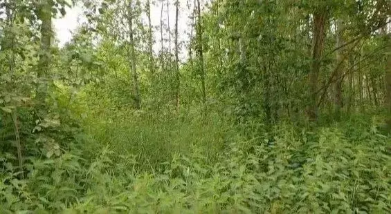 Участок в Московская область, Истра муниципальный округ, д. Бужарово  ... - Фото 1