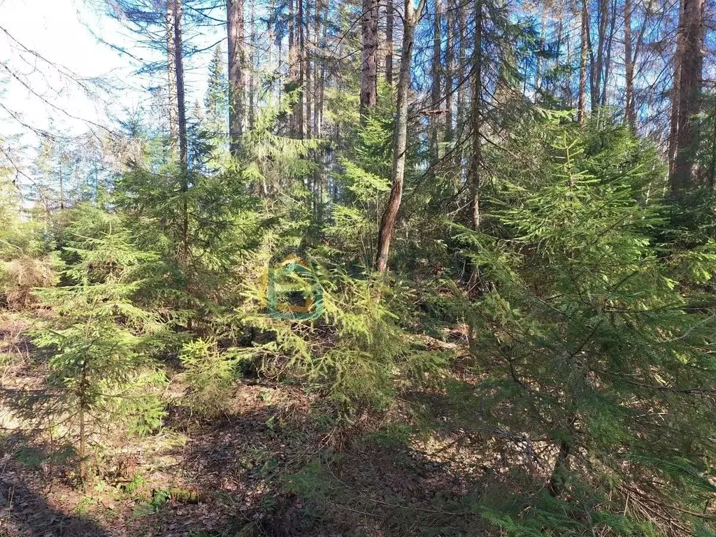 Участок в Ленинградская область, Приозерский район, Сосновское с/пос, ... - Фото 2