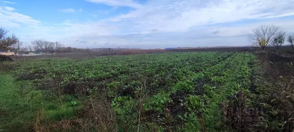 Участок в Ростовская область, Песчанокопский район, с. Развильное ул. ... - Фото 1