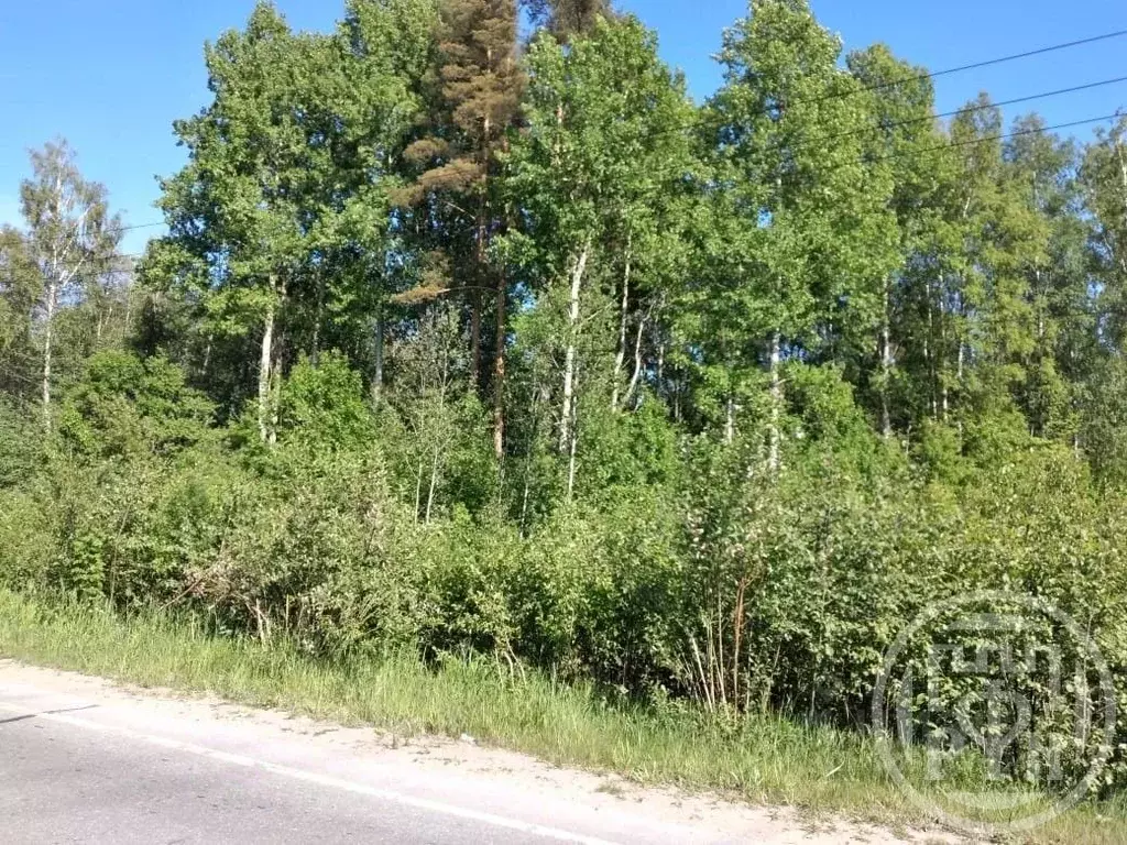 Участок в Ленинградская область, Приозерский район, Ромашкинское ... - Фото 1