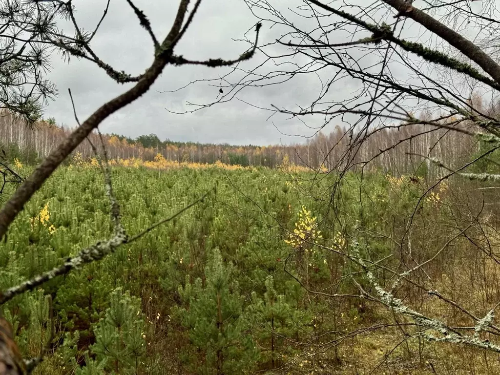 Участок в Брянская область, Клетнянский район, Лутенское с/пос  (510.0 ... - Фото 1