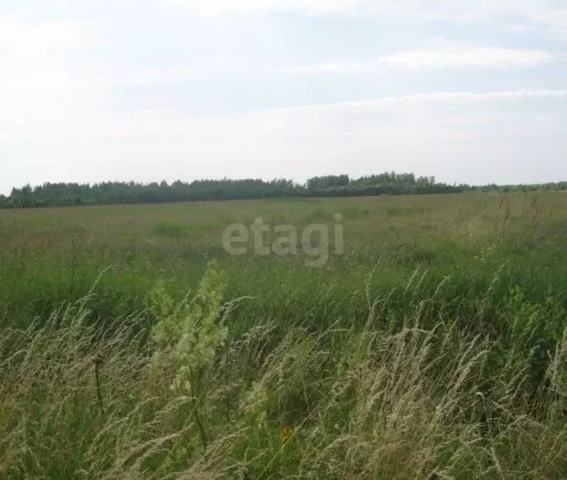 Участок в Новгородская область, Старорусский район, Ивановское с/пос, ... - Фото 2