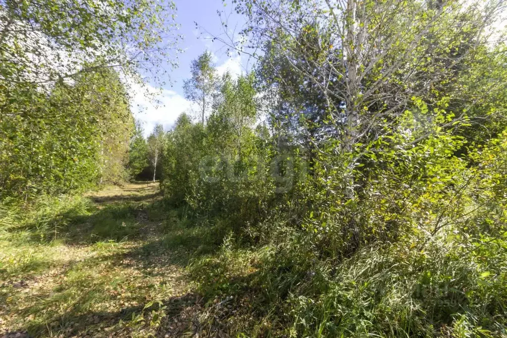 Участок в Тюменская область, Тюменский муниципальный округ, Горошинка ... - Фото 1