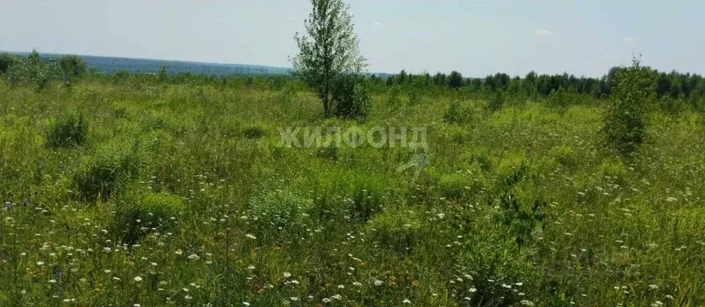 Участок в Новосибирская область, Мошковский район, Дружба-1 СНТ  ... - Фото 1