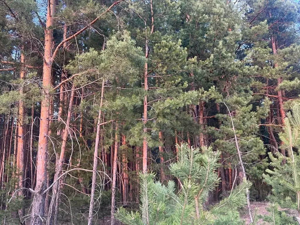 Участок в Тамбовская область, Знаменский муниципальный округ, с. ... - Фото 1