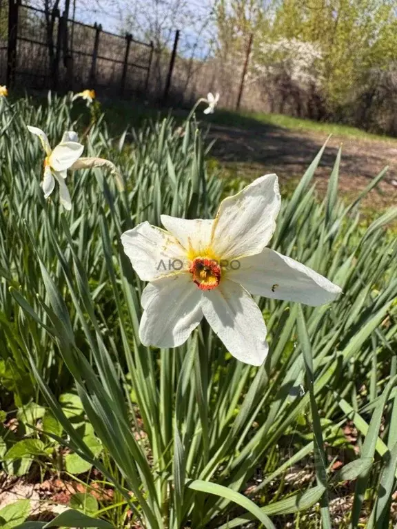 Дом в Саратовская область, Энгельсский район, Терновское муниципальное ... - Фото 2