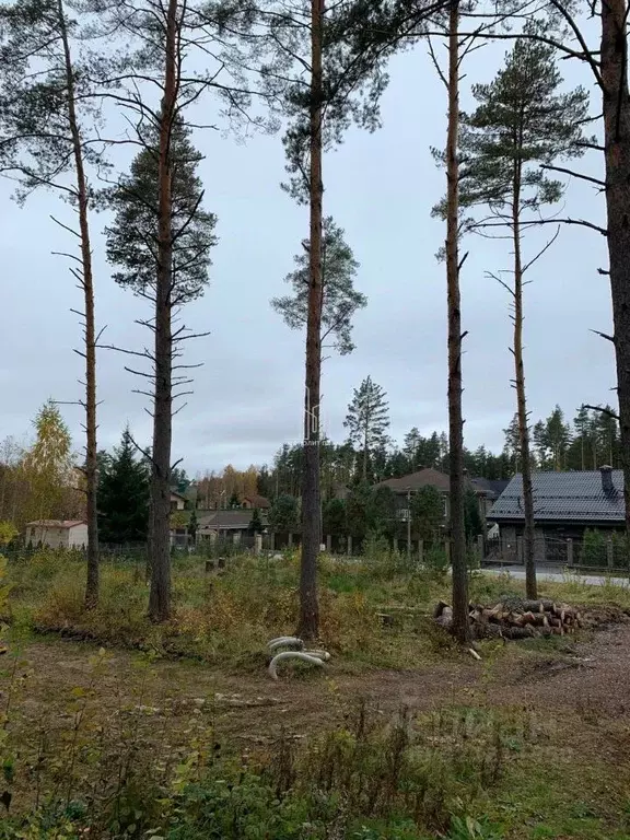 Участок в Ленинградская область, Всеволожский район, Бугровское ... - Фото 1